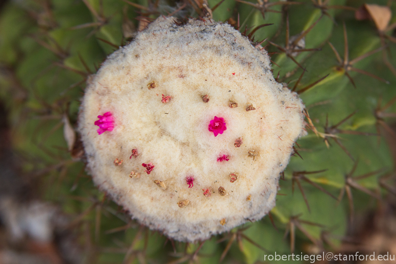 cactus flower